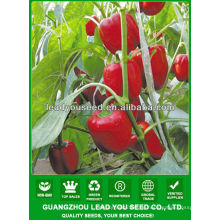 JSP21 Blush Hybrid Gemüsesamen für F1 Red Capsicum Samen, rote Paprika Samen, rote Paprika Samen